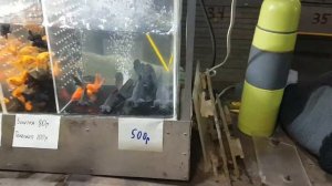 Птичий рынок Самара 20.12.2020.попугаи,канарейки,амадины.The bird market.parrots,Canaries,finches