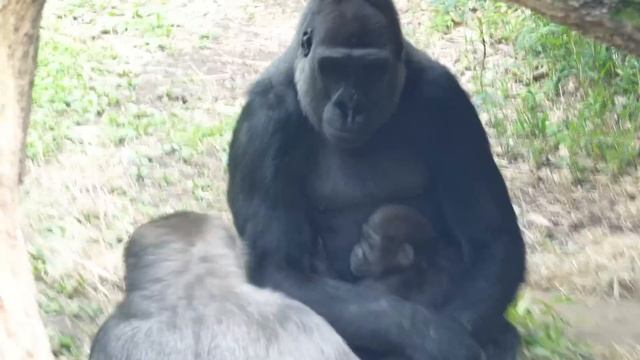 Gorilla Riki trying to take baby gorilla Sumomo from Momoka | Gorilla Haoko Family смотреть онлайн