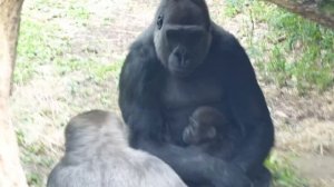 Gorilla Riki trying to take baby gorilla Sumomo from Momoka | Gorilla Haoko Family