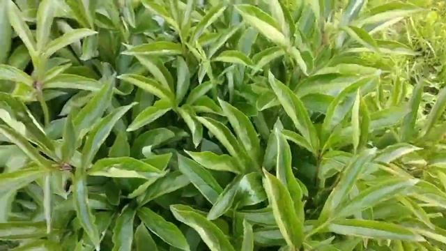 в гостях у Бабушки // жарила вкусные котлеты... смотреть онлайн