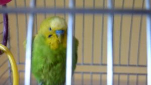 День чистоты // Купание попугая //  Тошино счастье // parrot // зеленый попугайчик TV