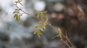 Дельфин - Рябиновые Птицы..