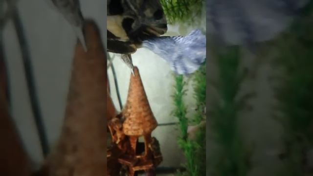 содержание красноухой черепахи. смотреть онлайн