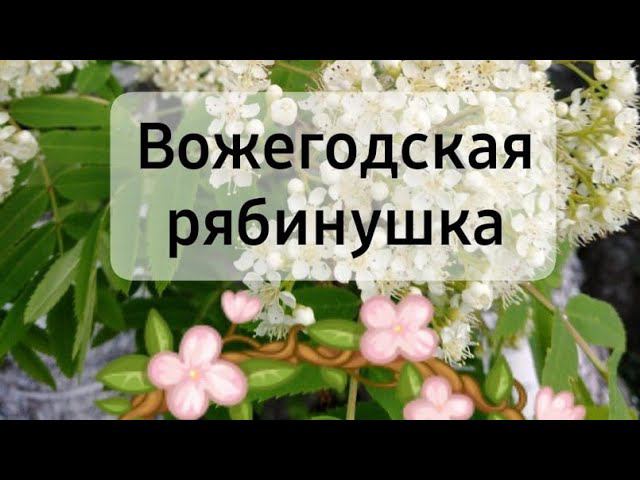 Вожегодская рябинушка смотреть онлайн