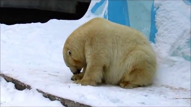 Белая медведица Герда 14.11.17г. смотреть онлайн
