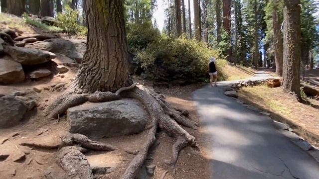 Sequoia National Park and our trip during the 2020 pandemic. Мы в национальном парке Секвойя.