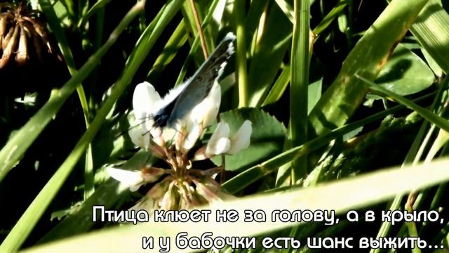 Бабочка голубянка\Golubyanka butterfly смотреть онлайн