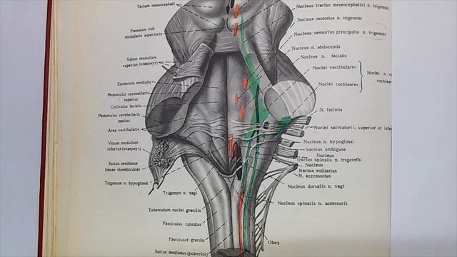 Четвертый желудочек, ромбовидная ямка.