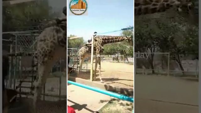 Оседлал жирафа, Шымкент смотреть онлайн