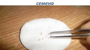 Проращивание семян ремонтантной клубники. клубника из семян