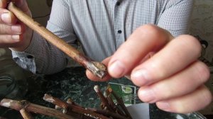 Укоренение виноградных черенков