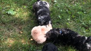 Standard/Moyan poodle merles & phantom puppies 8-1-19