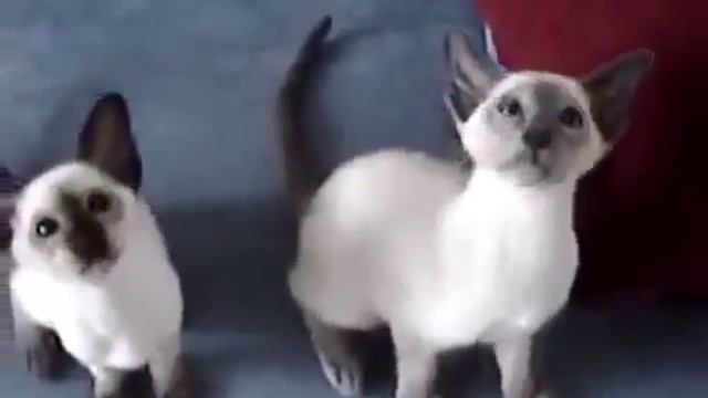 long nail cats,wery funny смотреть онлайн