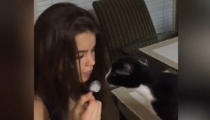 Смешные животные #3