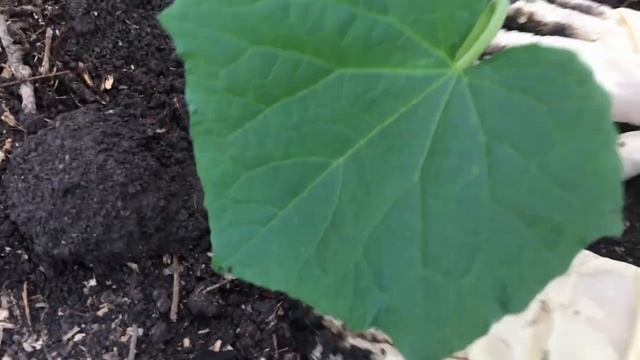 Высадка рассады огурцов в тёплую грядку! Ранние огурцы! смотреть онлайн