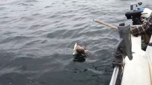 Winter Harbour and Quatsino Sound Fishing Ling Cod and Halibut