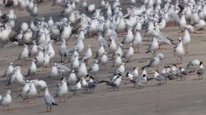 Серебристая чайка наглая птица интересные факты описание