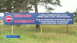 Устойчивый рост. Белореченское хозяйство продолжает наращивать выпуск куриного яйца