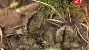 Проект «Заповедник»  экскурсия по «Пасвику»