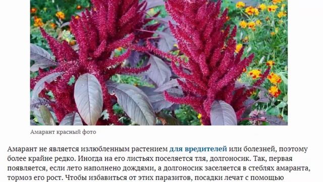 Амарант Выращивание из семян на рассаду и в открытом грунте
