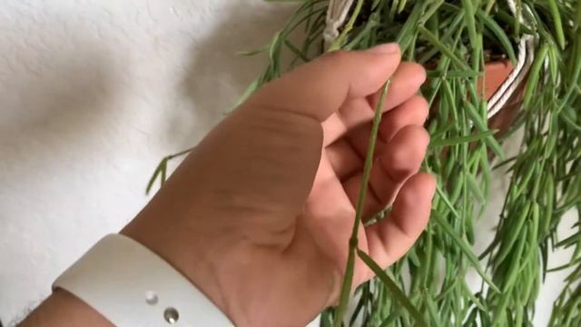 Hoya Linearis смотреть онлайн