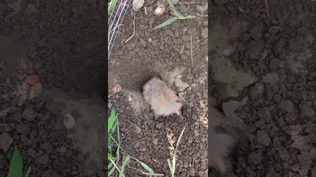 домашний хомячок роет нору