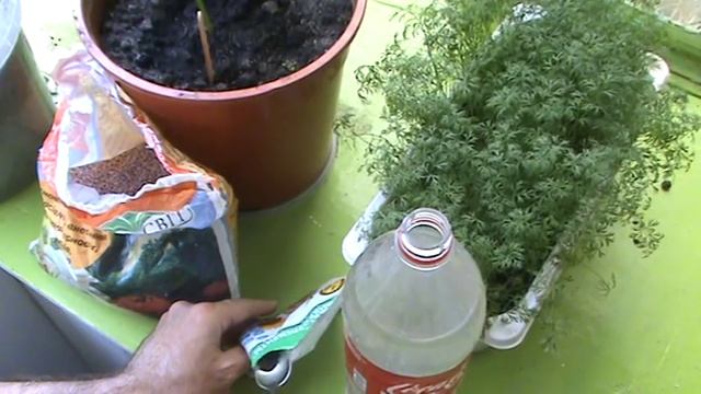 Чем подкормить огурцы. Удобрение рассады на балконе . смотреть онлайн