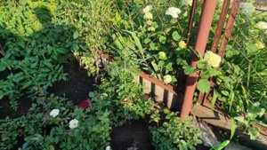 Уход за томатами после высадки в грунт. Сад и огород для "ленивых"