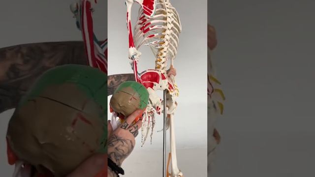 Как похожи кости черепа и таза☝️ смотреть онлайн