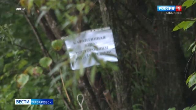 Очаги Африканской чумы свиней в Хабаровском крае смотреть онлайн