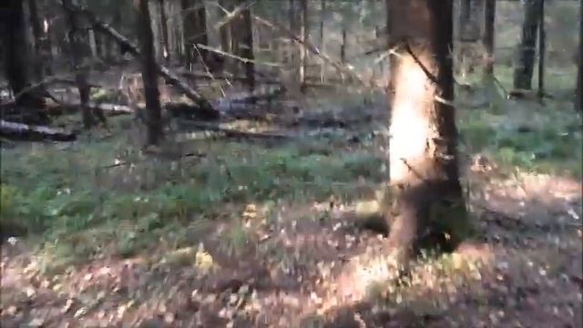 ТИШИНА В ЛЕСУ/ ОСТОРОЖНО ЗМЕИ ! СДВИЖЕНИЕ НАЧАЛОСЬ, смотреть онлайн
