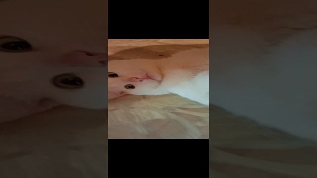 VID_20230629_192000.mp4 смотреть онлайн