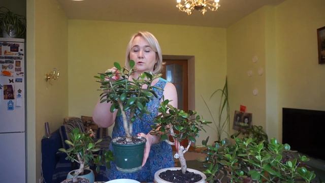 Обрезка Крассулы Овата (Толстянка, Денежное дерево). Результаты предыдущих обрезок.