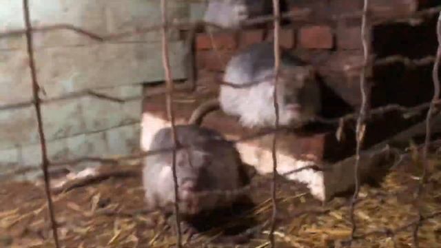 Ферма нутрий.Содержание в семьях и раздельно. смотреть онлайн