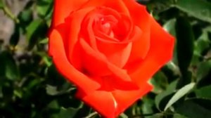 Rose RED BERLIN (РЕД БЕРЛИН роза)