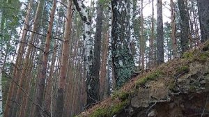 Корневая система берёзы! ОЧЕНЬ ИНТЕРЕСНО! !Корни стали как бы НОГАМИ или ПОДПОРКАМИ у дерева