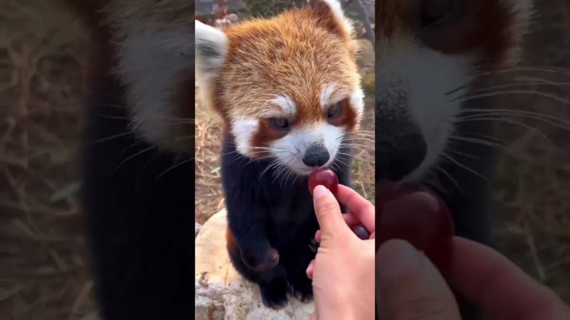 Red panda (Ailurus fulgens), also known as the little panda