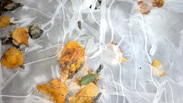 Дождевой червяк подо льдом в замерзшей луже смотреть онлайн