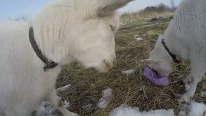 У козы остановился рубец// Что делать?//Спасаем козу