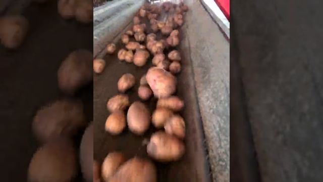 Картофель молодой урожай 2021 Брянская область сорт Ред Скарлет смотреть онлайн