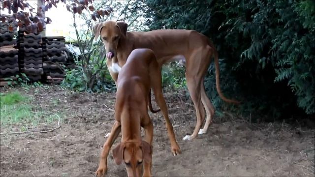 Azawakhs Fahim et Goumsao.Азавак смотреть онлайн