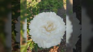 Пион Мари Лемоин (peony Marie Lemoine).