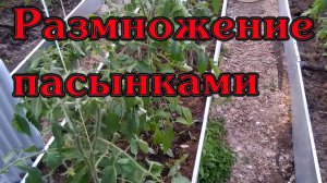 Размножаем помидоры Пасынками...