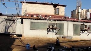 Николаевские голуби Сергея Родионова (О голубиной охоте). Волгоград. Часть 20.