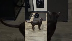 Ориентальная кошка Химера Вторая вязка