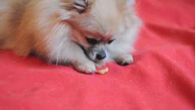 ИЗУМРУДНЫЙ ГОРОД ОРМИЛИЯ смотреть онлайн