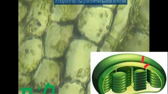 Хлоропласты в растительной клетке