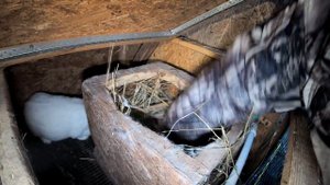 Зимние окролы. Ошибки кролиководов.