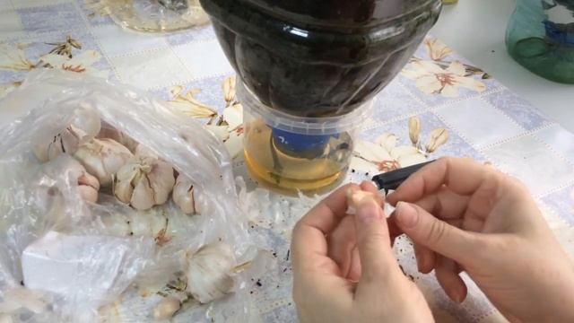 Лук и чеснок на фитиле в вертикальной грядке. смотреть онлайн