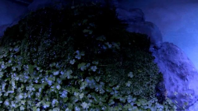 Один день с аквариумпермь.рф №15(29.10.2018) Путешествие по акваскейпам - часть 1 смотреть онлайн